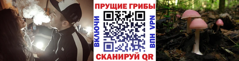 Псилоцибиновые грибы Cubensis Тотьма